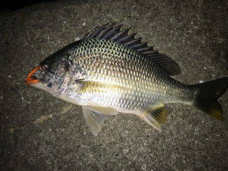 連日でチニング