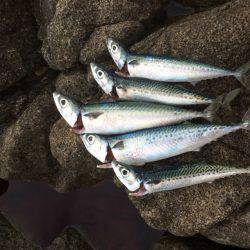 ショアジギでサバゲー