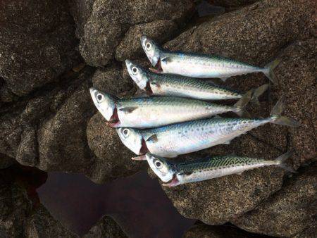 ショアジギでサバゲー