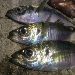 短時間アジング