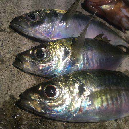 短時間アジング