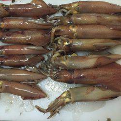 まったりエギング☆