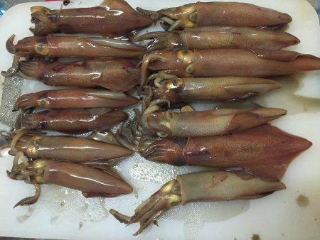 まったりエギング☆