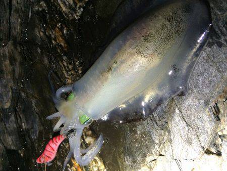 あちこちランガン‼︎