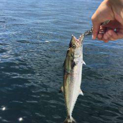 じつは結構きてるんです。