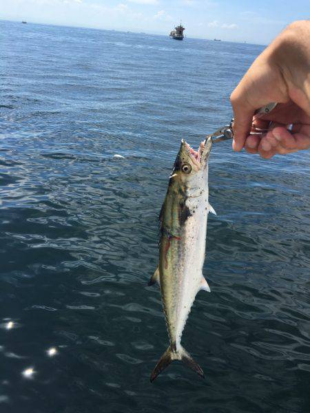 じつは結構きてるんです。