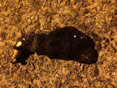 ライトエギング