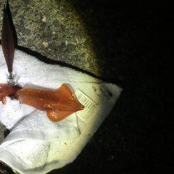 爆風。大雨。イカパンチ。