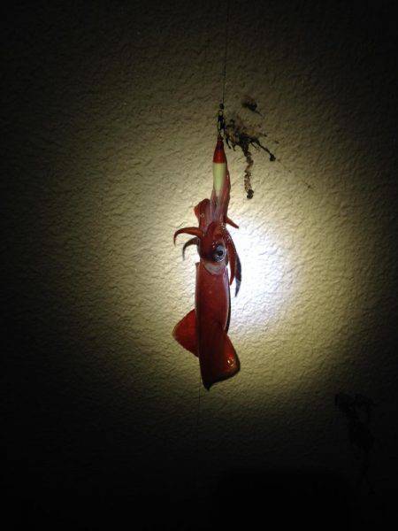 アオリイカ、キター！