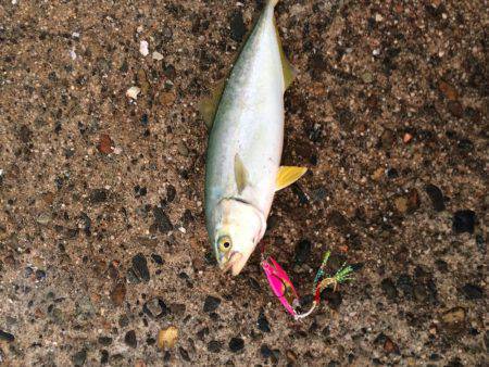 竹野新波止でライトジギング