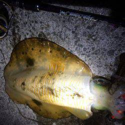 1投目で親イカGET（笑）