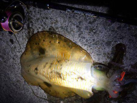 1投目で親イカGET（笑）