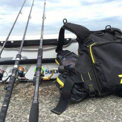 ツバス、アジ、好調