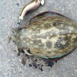 ライトエギング