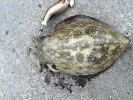 ライトエギング