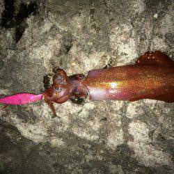 ケンサキ アオリイカ