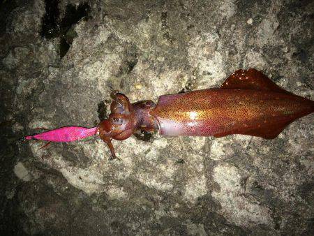 ケンサキ アオリイカ