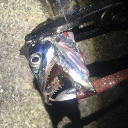 意地になってしまいました!