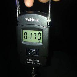 リベンジエギング