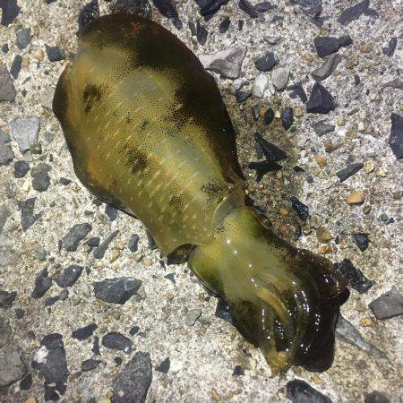 アオリイカ現る‼︎