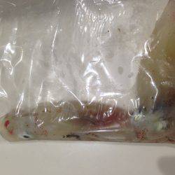 渋ケンサキイカ