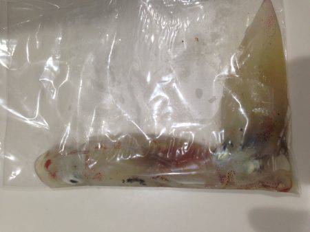 渋ケンサキイカ