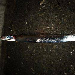 ちょっとサイズUP↑