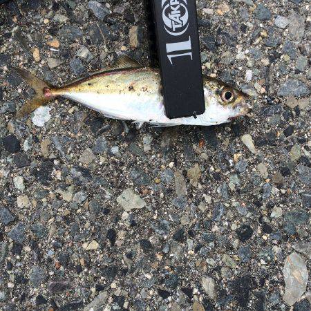 短時間アジング。