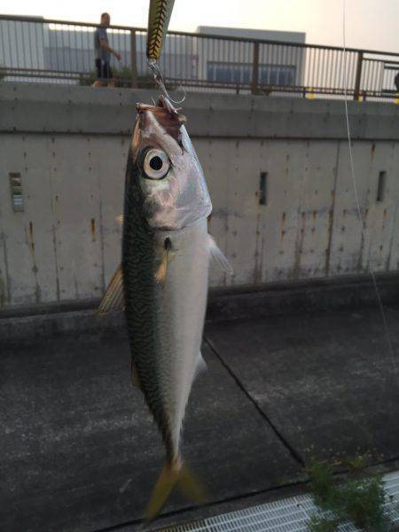 子サゴシ 子サバ（笑）