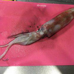 大型ケンサキゲット！