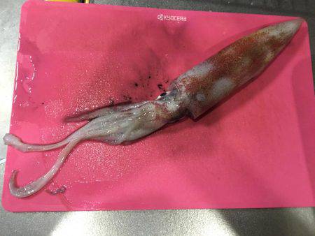 大型ケンサキゲット！