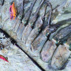 ウネリの中朝練エギング