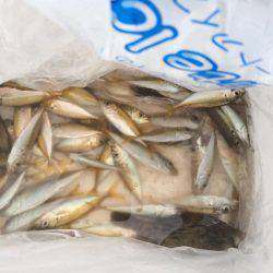 アジ、カンパチ？