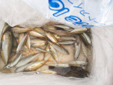 アジ、カンパチ？