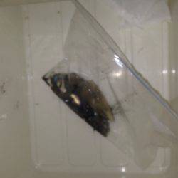 ケンサキイカ エギング