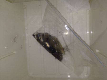 ケンサキイカ エギング