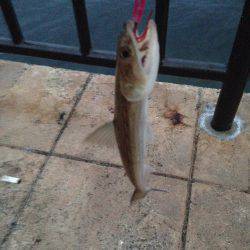 スタートはやっぱり外道