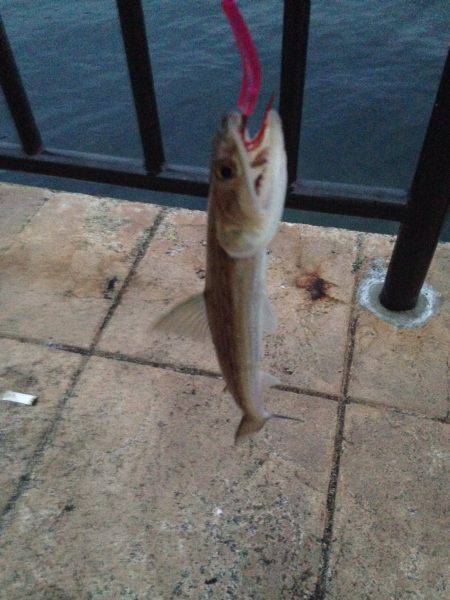 スタートはやっぱり外道