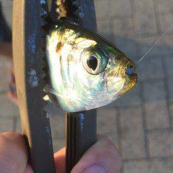 デイ豆アジング!