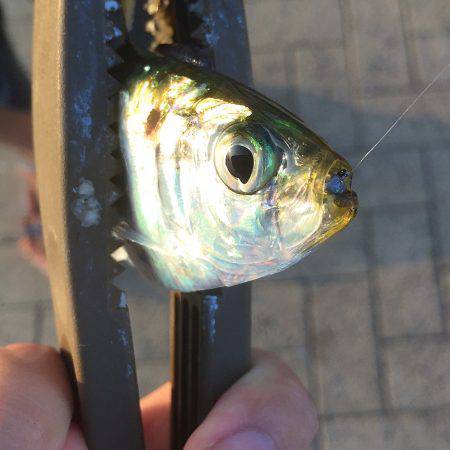 デイ豆アジング!