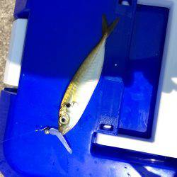 豆アジング 修行