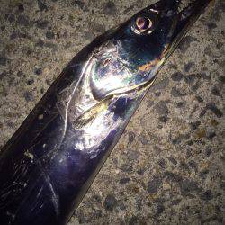 ライト開始です!