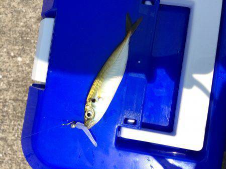 豆アジング 修行