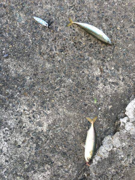 ハード釣行2日目!!