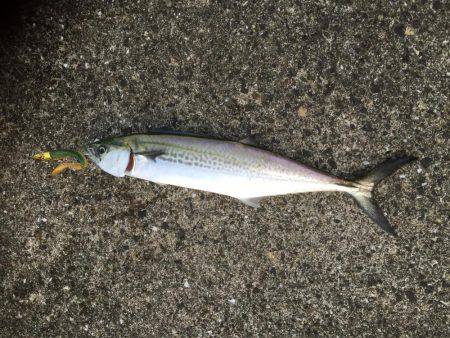 シーバス狙いが