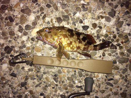 やっぱりガシリング！