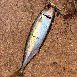 ライケン三回目