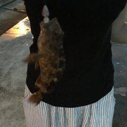 ロックフィッシングでキジハタ