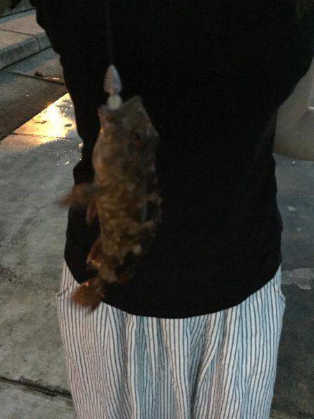 ロックフィッシングでキジハタ