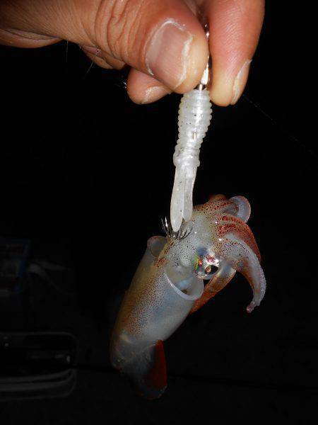 五目ジグヘッドエギDEケンサキ*\\\\\…